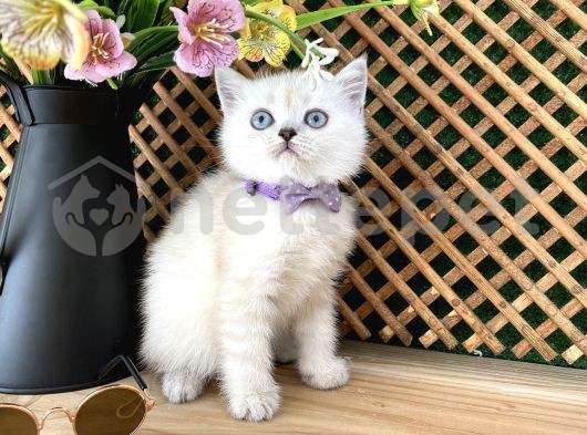 Çocuklarla İyi Anlaşan Lynx Point British Shorthair Yavrumuz Caton