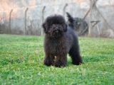 Siyah Toy Poodle