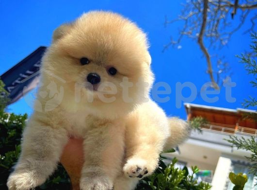 Orjinal Güzellikte Güleryüzlü Pomeranian Boo yavrumuz 