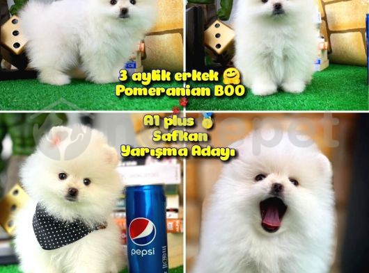 Yarışma Düzeyi Beyaz Orjinal Pomeranian @yavrupatiler 