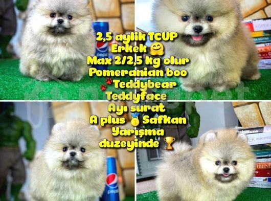 A Plus T-Cup Oğlumuz Safkan Basık Burun Ayı Surat Boo Pomeranian 