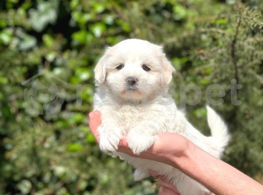 Sevimli Maltese Terrier Yavrularımız 