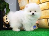 Yarışma düzeyinde Pomeranian Boo yavrumuz 