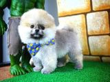 MiniBoy Oyuncu Sevimli PomeranianBoo Oğlumuz/ İnstagram: pomeranianboodunyasi_