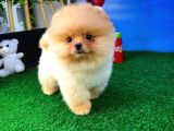 Dünya Şekeri Pomeranian Boo yavrumuz 