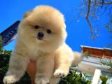Özlenen Güzellikte Pomeranian Boo yavrumuz 