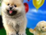Ailenizin Neşesi Oyuncu Pomeranian Boo yavrumuz 