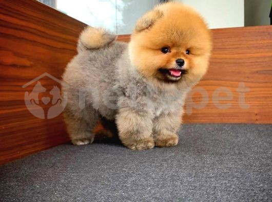 Irk ve saglık garantılı Pomeranian Boo yavrumuz 