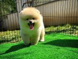 En Tatlı Pomeranian Boo yavrumuz 