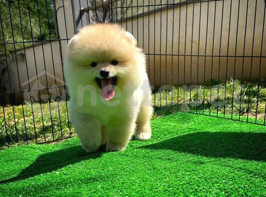 Secereli sevimli oyuncu Pomeranian Boo yavrumuz 