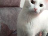 Ankara kedisi 1 yaşında dişi