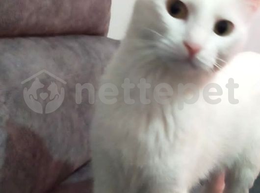 Ankara kedisi 1 yaşında dişi