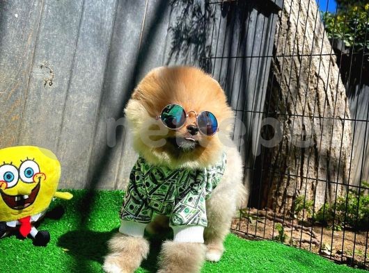 En İyisini İsteyen Irk Garantili Pomeranian Boo Yavrumuz 