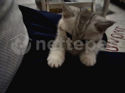 2 aylık dişi Beyaz saf kan britsh shorthair kedimiz