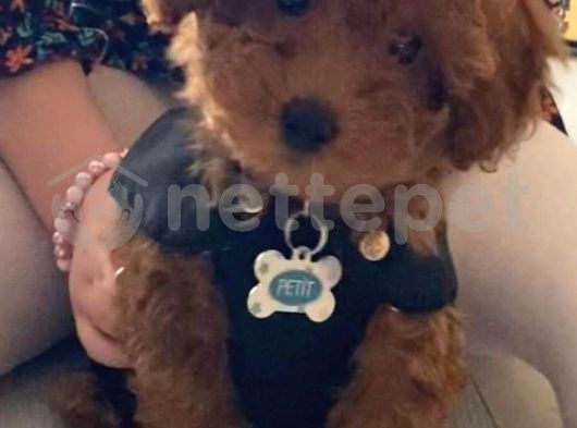 Muhteşem Yavrular Orjinal Toy Poodle 