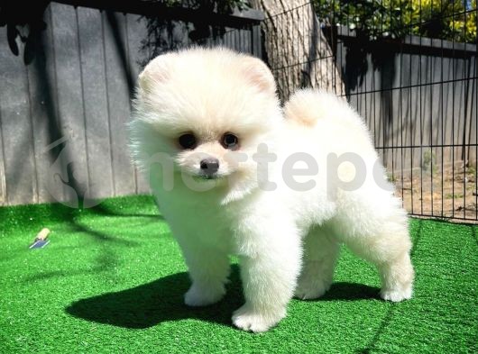 Dünya Güzeli Pomeranian Boo yavrumuz 