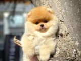 Yakışıklı ve Oyuncu Pomeranian Boo Oğlumuz FELİX