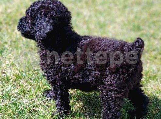 Toy-Poodle 