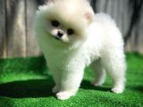 Bembeyaz Güleryüzlü Pomeranian Boo yavrumuz 