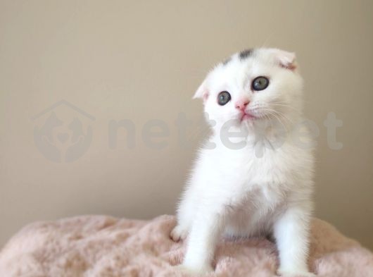 Erkek Ve Dişi Scottish Fold Kardeşler Yeni Evlerini Arıyor