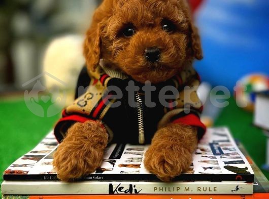 Toy poodle red Brown 