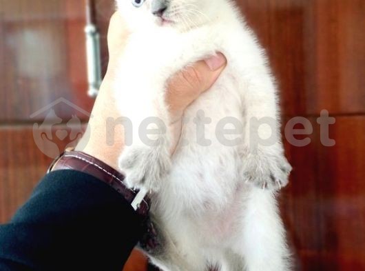 British Shorthair  Dişi Yavrumuz