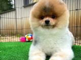  Sağlıklı Oyuncu Pomeranian Boo yavrumuz 