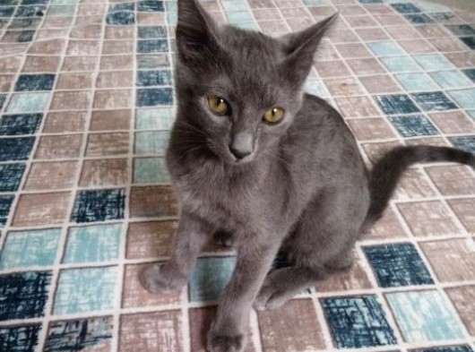 Mavi Rus kedisi acil satılık