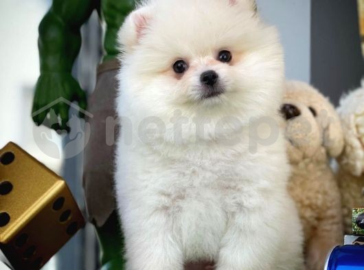 Şahane Güzellikte Pomeranian Boo yavrumuz 