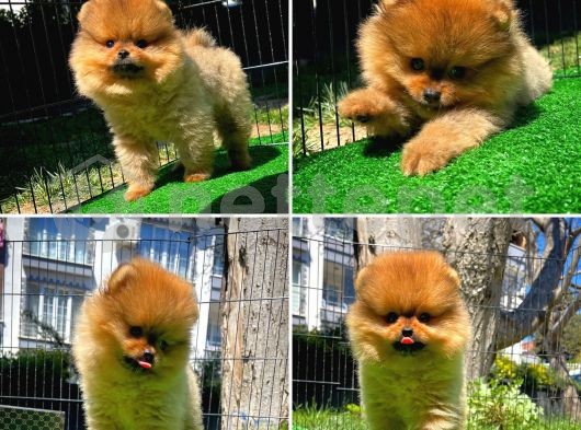 Muhteşem Renkte Pomeranian Boo yavrumuz 
