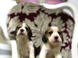 Beagle Yavrularimiz Irk Ve Saglik Garantili Aşili Karneli  