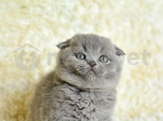 Top Kafa Scottish Fold Yavrumuzlarımız