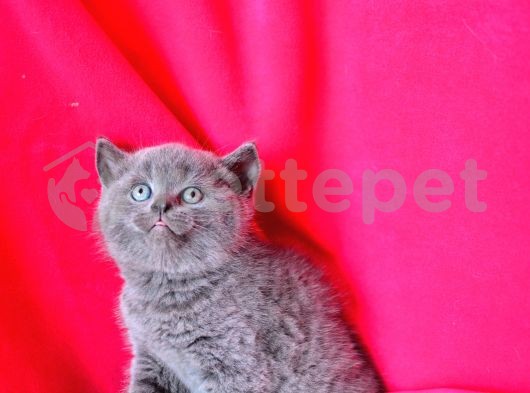 topaç kafa british shorthair yavrularımız