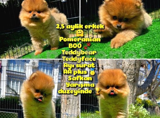 Soykan Ayı surat Teddybear Boo Pomeranian oğlumuz Eddy @yavrupatiler 