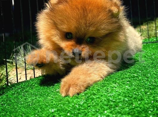 Mini boy Pomeranian Boo yavrumuz 
