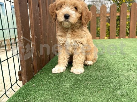 F1 Show Kalite Maltipoo Yavrular