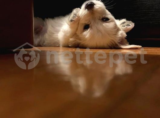 2 aylik maltese terrier erkek yavru 
