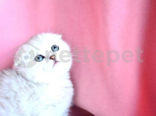 Silver Shaded Scottish Fold Erkek Ns11 Yavrumuz