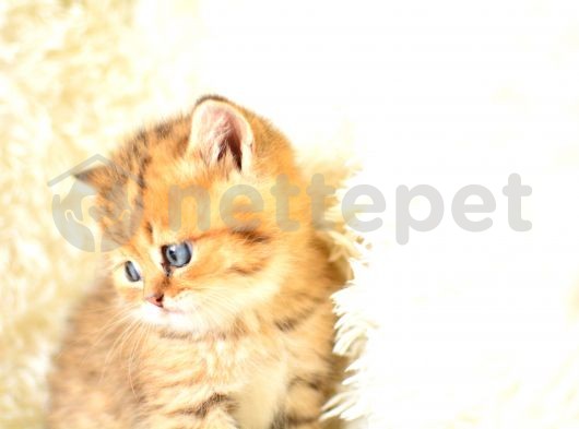 Golden Tabby British Shorthair Erkek Yavrumuz