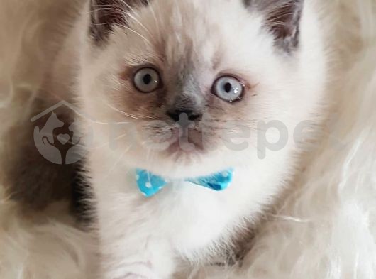 Veteriner teknikerinden blue point british shorthair yavrumuz 