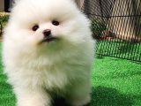 En Güzelinden Bembeyaz Pomeranian Boo yavrumuz