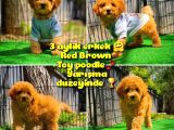 Safkan Red Brown Toy poodle oğlumuz Pampa @yavrupatiler 