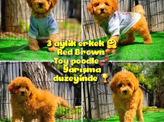 Safkan Red Brown Toy Poodle Oğlumuz Pampa @Yavrupatiler 