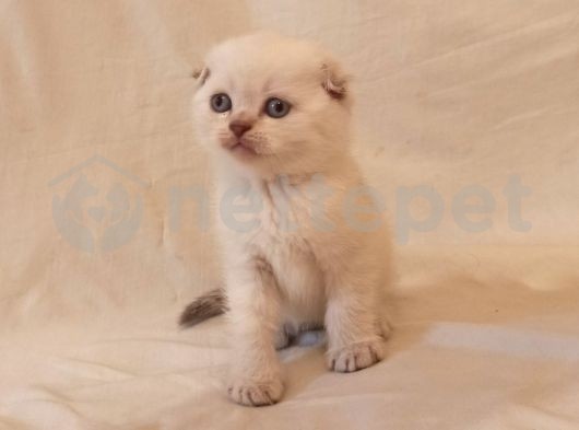 Sıfır Kulak Scottish Fold Yavrular