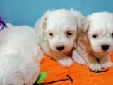 Irk ve Sağlık Garantili Maltese Terrier Yavrular