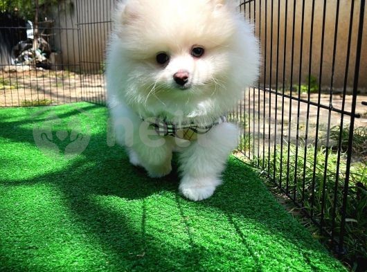 Çok tüylü Karneli Beyaz Pomeranian Boo 