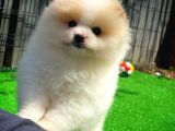 Partycolor renkte Ender bulunan Pomeranian Boo yavrumuz 