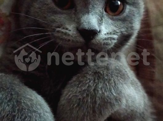 British Shorthair Erkek Kedimiz