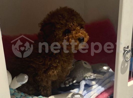 Secereli Anne Babadan Toy Poodle Yavruları