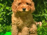 RED TOY POODLE 